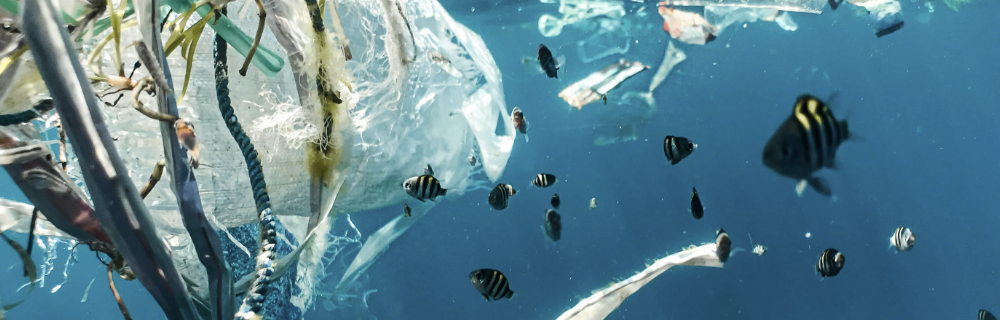 排出大脑中的塑料和永久化学物质