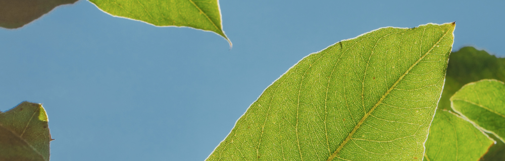 GABA、5-HTP以及5-HTP的抗炎作用